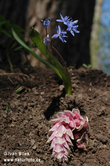 Scila viedenská (Scilla vindobonenesis)