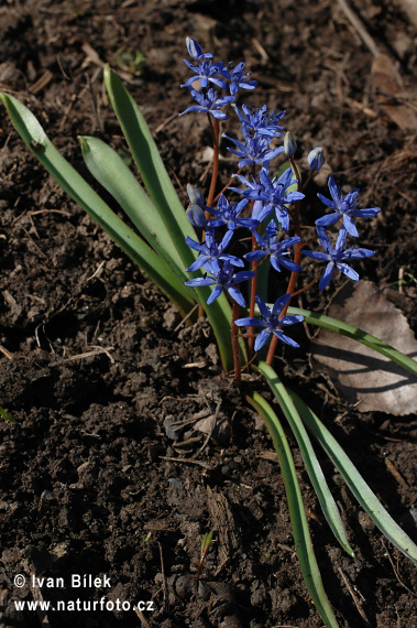 Scila viedenská (Scilla vindobonenesis)