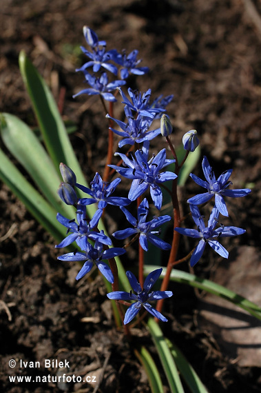 Scila viedenská (Scilla vindobonenesis)