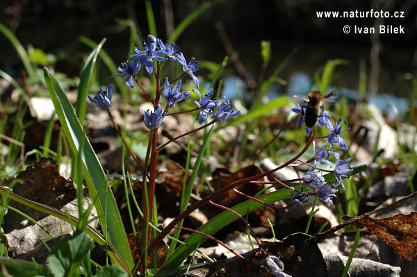 Scila viedenská (Scilla vindobonenesis)