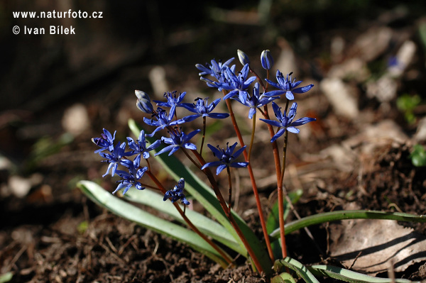 Scila viedenská (Scilla vindobonenesis)