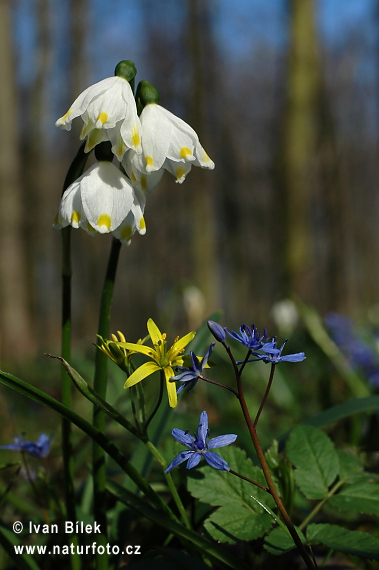 Scila viedenská (Scilla vindobonenesis)