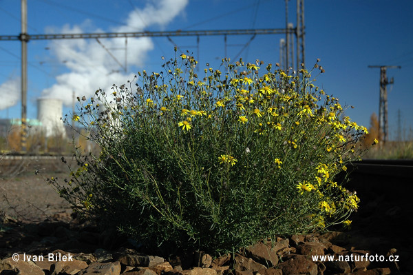 Senecio inaequidens (Senecio inaequidens)