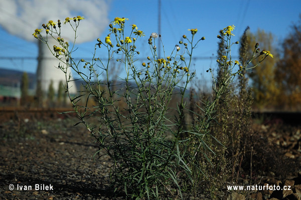 Senecio inaequidens (Senecio inaequidens)