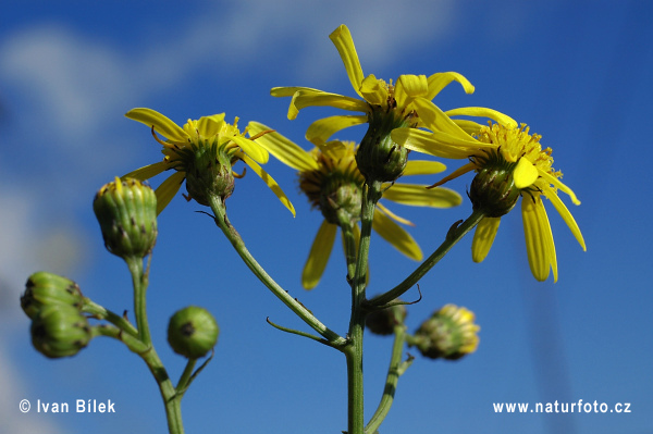 Senecio inaequidens (Senecio inaequidens)