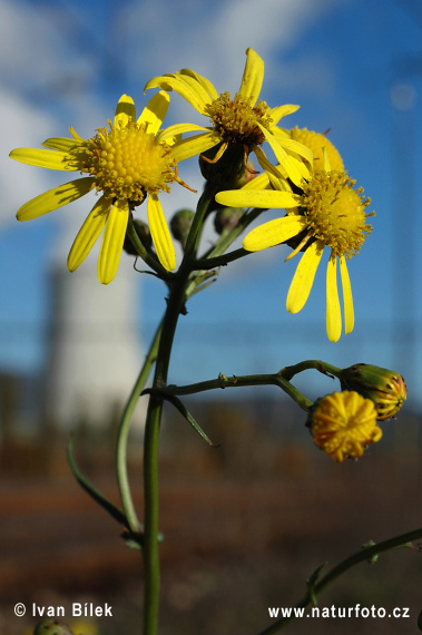 Senecio inaequidens (Senecio inaequidens)