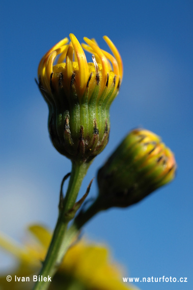 Senecio inaequidens (Senecio inaequidens)