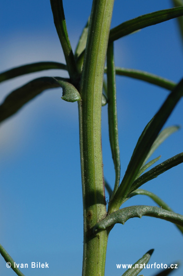 Senecio inaequidens (Senecio inaequidens)