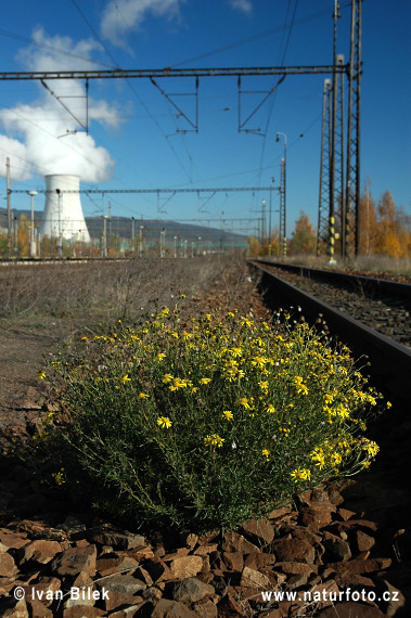 Senecio inaequidens (Senecio inaequidens)