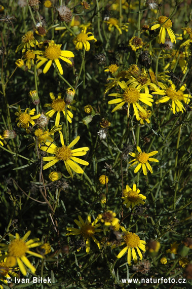 Senecio inaequidens (Senecio inaequidens)