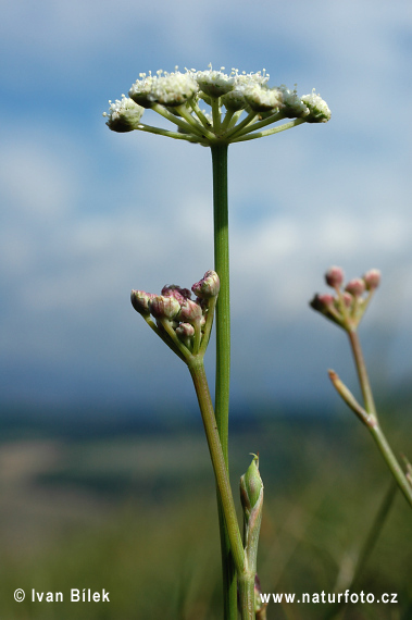 Sezel feniklový (Seseli hippomarathrum)