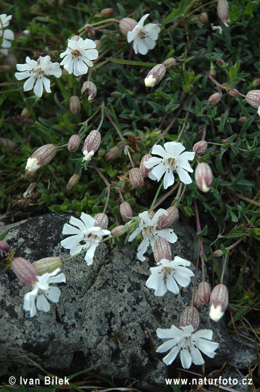 Silenka přímořská (Silene uniflora)