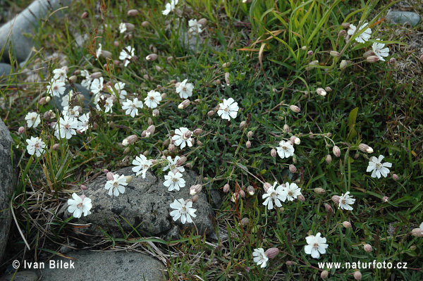 Silenka prímorská (Silene uniflora)