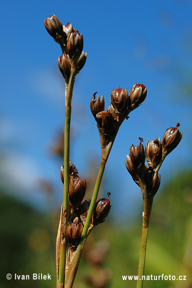 Sitina kostrbatá (Juncus squarrosus)