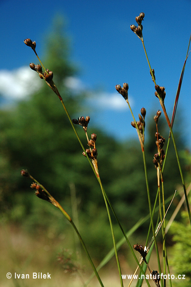 Sitina kostrbatá (Juncus squarrosus)