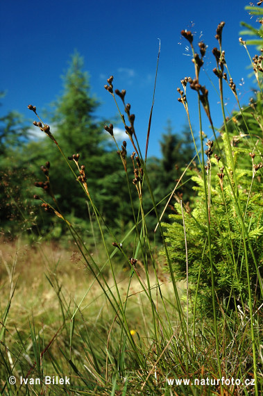 Sitina kostrbatá (Juncus squarrosus)