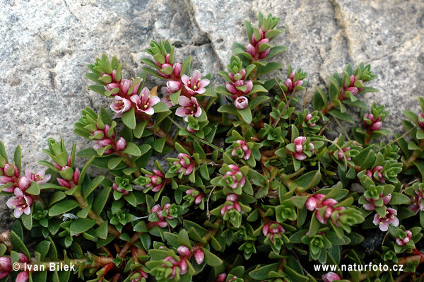 Sivuľka prímorská (Glaux maritima)