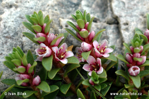 Sivuľka prímorská (Glaux maritima)