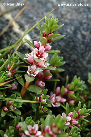 Sivuľka prímorská (Glaux maritima)