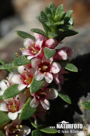 Sivuľka prímorská (Glaux maritima)