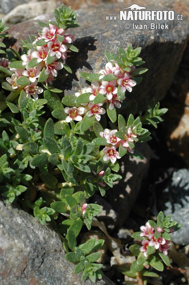 Sivuľka prímorská (Glaux maritima)