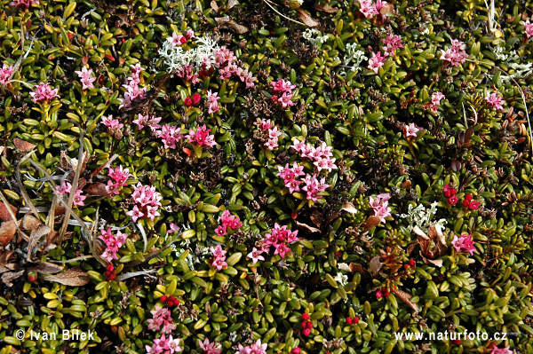 Skalienka ležatá (Loiseleuria procumbens)