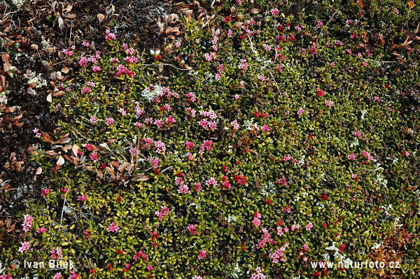 Skalienka ležatá (Loiseleuria procumbens)