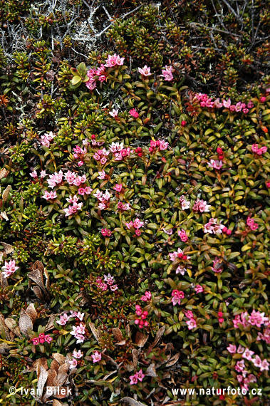 Skalienka ležatá (Loiseleuria procumbens)