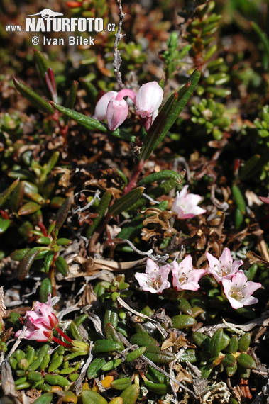 Skalienka ležatá (Loiseleuria procumbens)