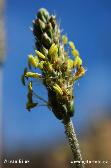 Skorocel prímorský (Plantago maritima)