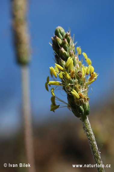 Skorocel prímorský (Plantago maritima)