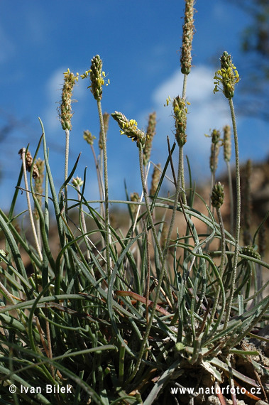 Skorocel prímorský (Plantago maritima)