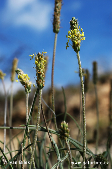 Skorocel prímorský (Plantago maritima)