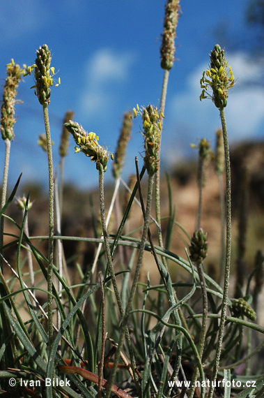 Skorocel prímorský (Plantago maritima)