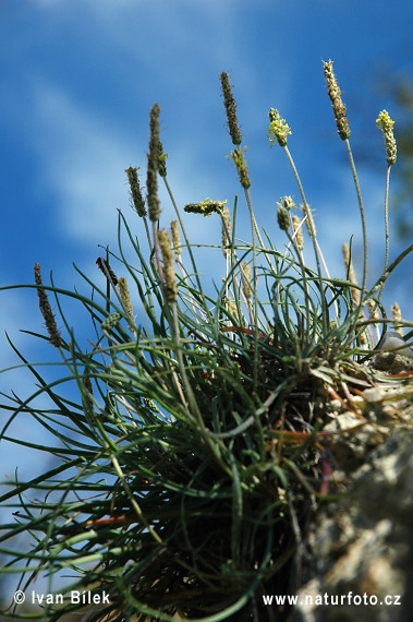 Skorocel prímorský (Plantago maritima)