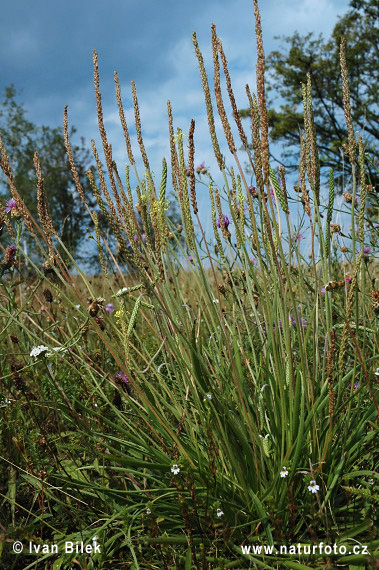 Skorocel prímorský (Plantago maritima)