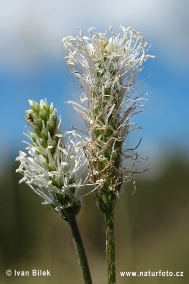 Skorocel prostredný (Plantago media)