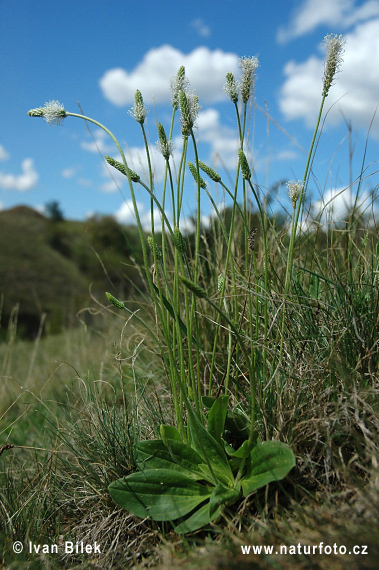 Skorocel prostredný (Plantago media)