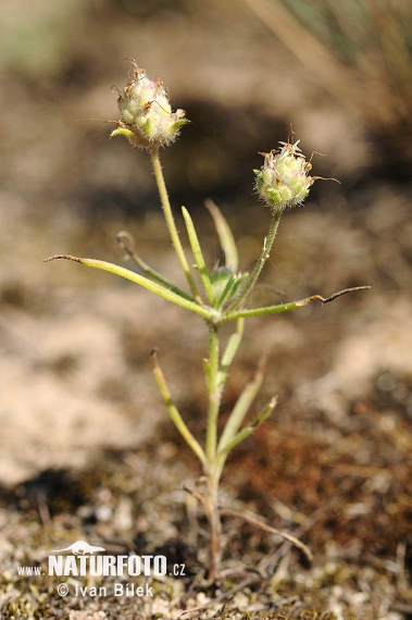 Skorocelovec piesočný (Psyllium arenaria)