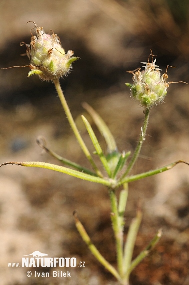 Skorocelovec piesočný (Psyllium arenaria)