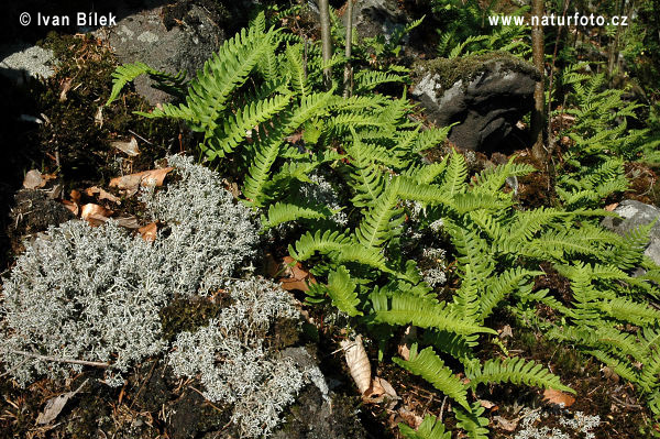 Sladič obyčajný (Polypodium vulgare)