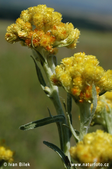 Slamiha piesočná (Helichrysum arenarium)