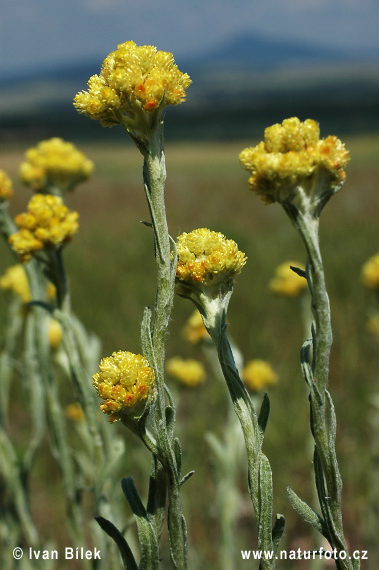 Slamiha piesočná (Helichrysum arenarium)