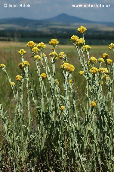 Slamiha piesočná (Helichrysum arenarium)