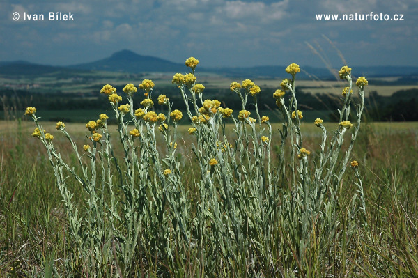Slamiha piesočná (Helichrysum arenarium)