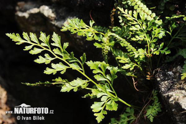 Slezinník klinovolistý (Asplenium cuneifolium)