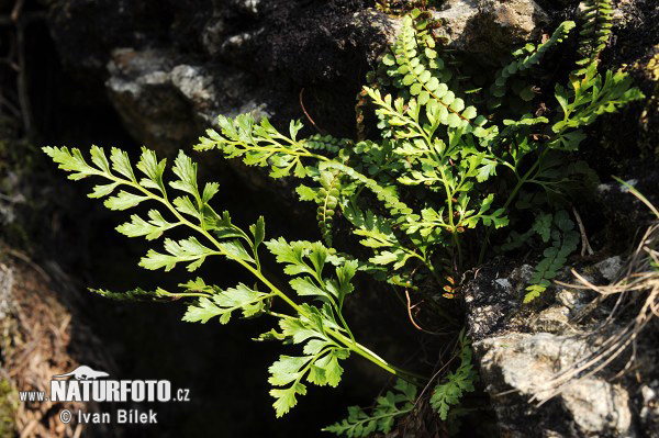 Slezinník klinovolistý (Asplenium cuneifolium)