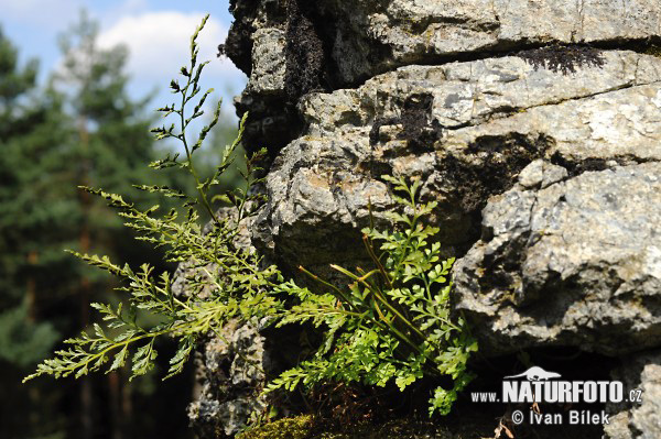 Slezinník klinovolistý (Asplenium cuneifolium)