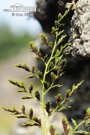 Slezinník klinovolistý (Asplenium cuneifolium)