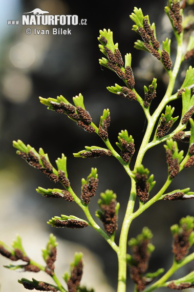 Slezinník klinovolistý (Asplenium cuneifolium)